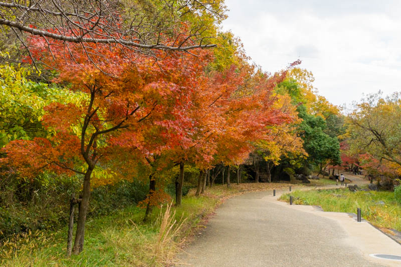 山田池公園の紅葉は見頃【枚方フォト】 - 枚方つーしん