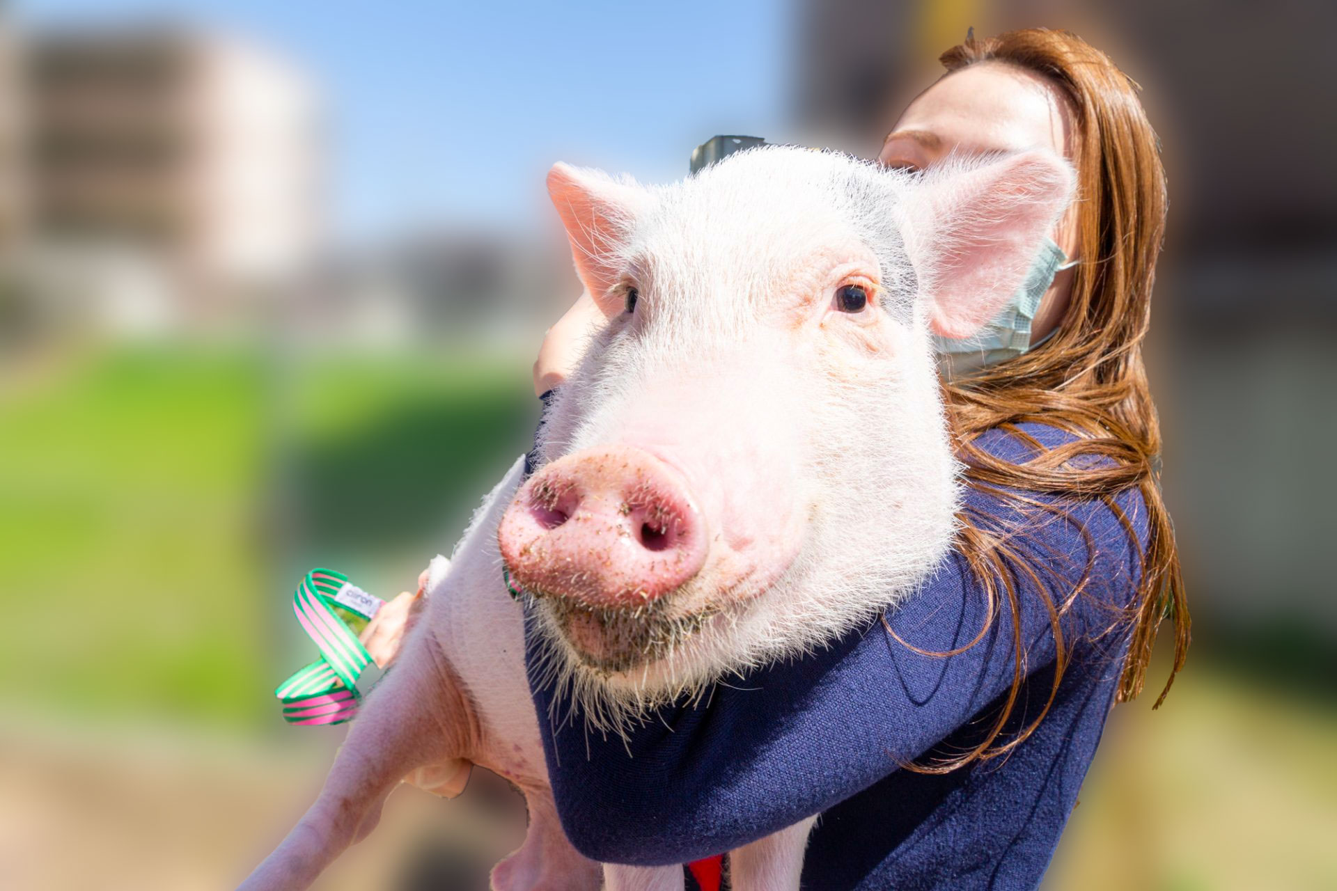 枚方でブタさんを家族に迎えたいと思ったら【ひらつーHowTo】 - 枚方つ