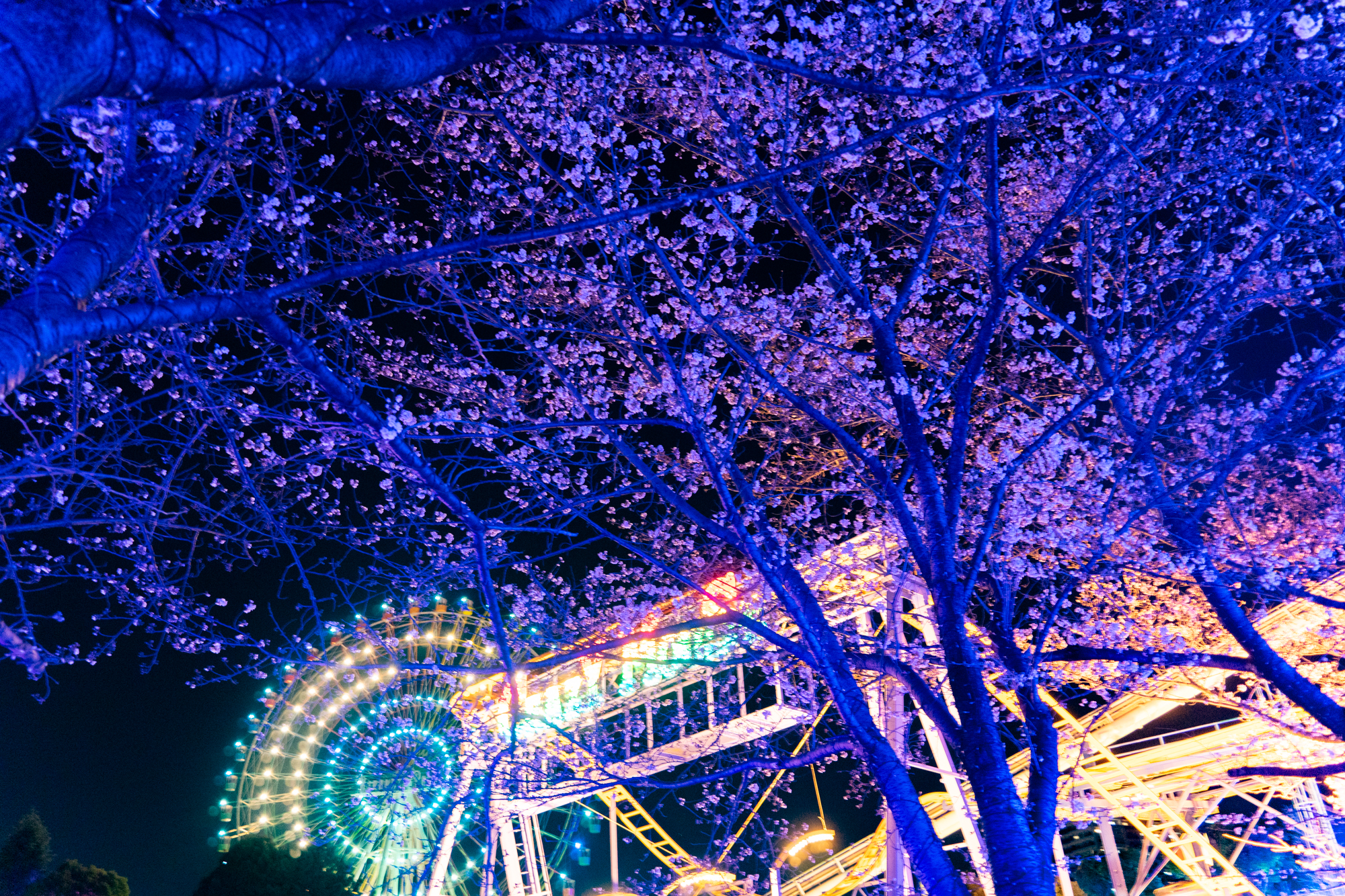 春にぴったりの艶やかで桜の花びらを散りばめた様な可愛らしいペンダントライト 楽天市場】桜（ペンダントライト・吊下げ灯｜天井照明）：ライト・照明