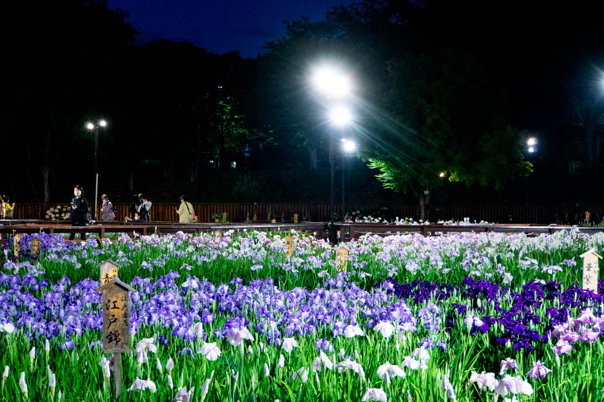 山田池公園の花しょうぶ園のライトアップが始まってる2022 - 枚方つーしん