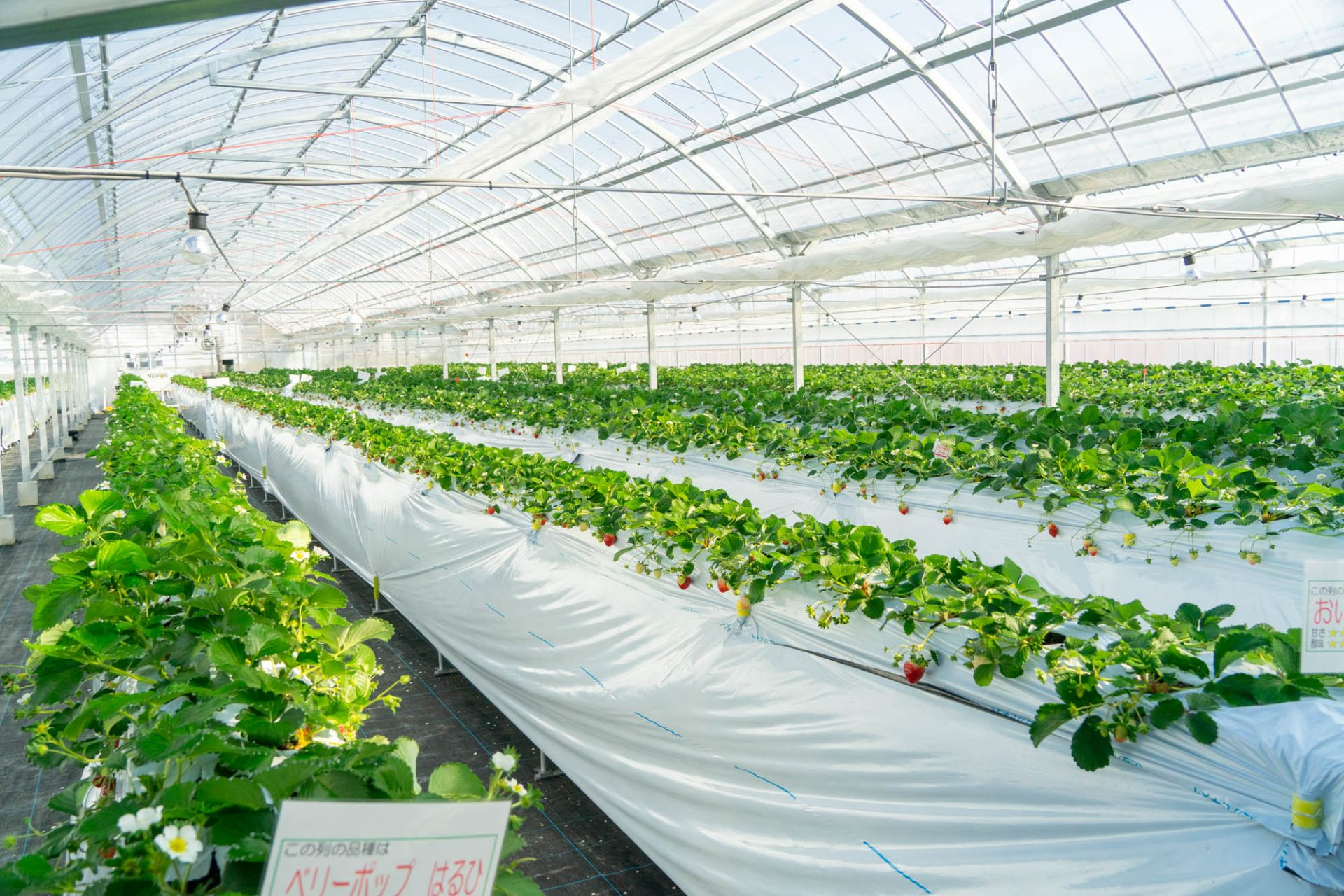 いのちを守る農場から 送料無料 初めから独立開業じゃなくてもいい。 IoT技術や失敗から学んだ知恵を分