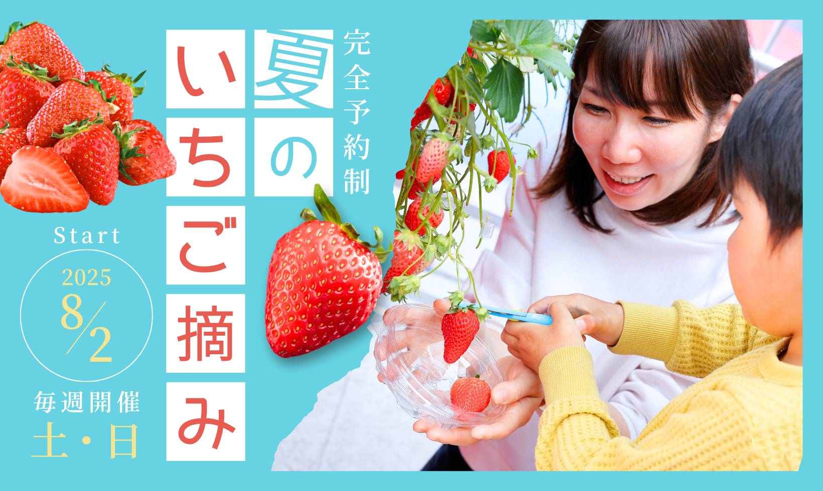 夏なのにいちご摘めるって。八幡 - 枚方つーしん