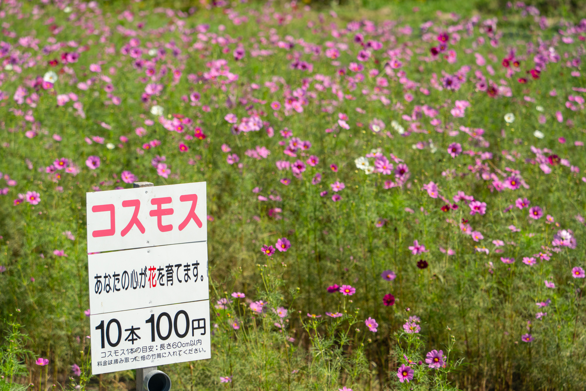 穂谷のコスモスが見頃むかえてる - 枚方つーしん