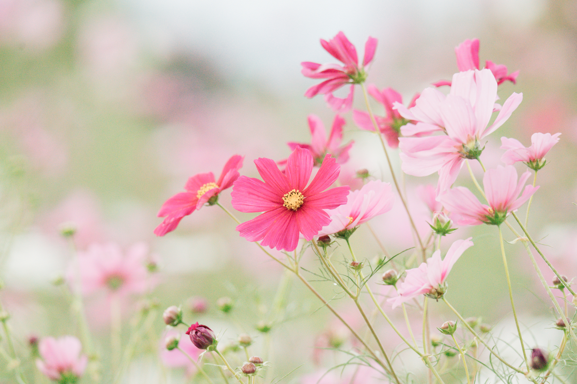 まだまだ穂谷のコスモスが見頃 - 枚方つーしん