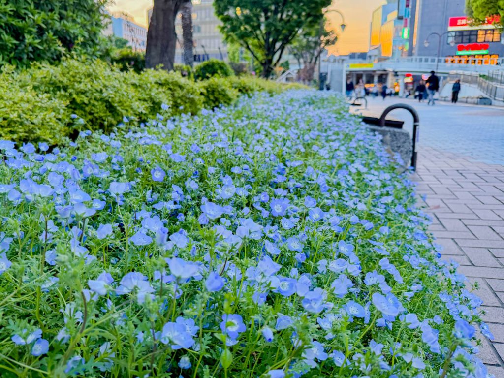 枚方市岡東町ネモフィラ