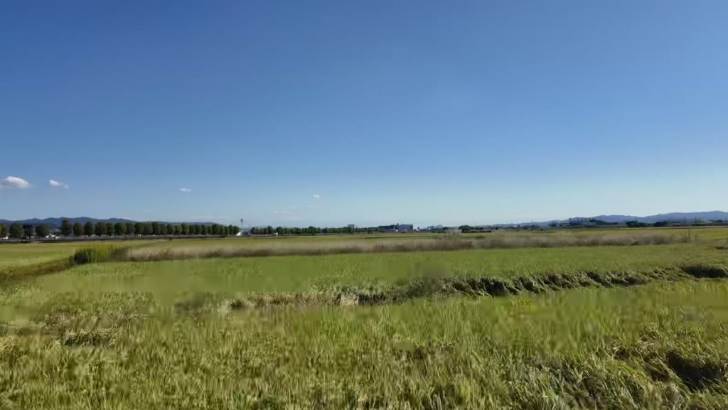 巨椋池干拓地の広々とした田んぼ