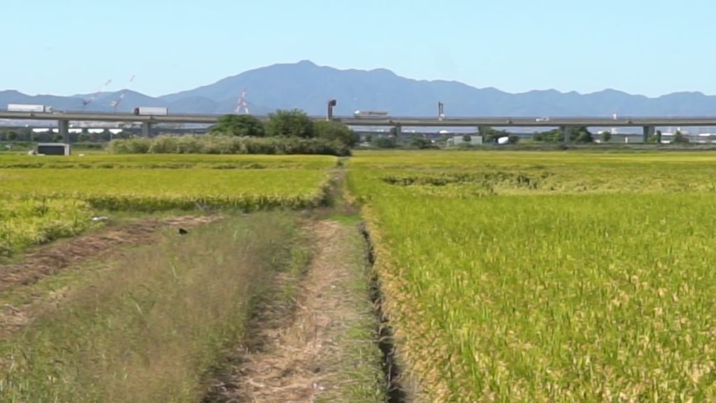 久御山町の田んぼと遠くの山並み