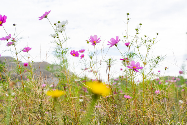 コスモス-2010222