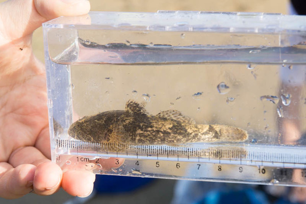 ぴー太郎-18041315