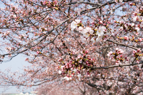 桜フェス-15033002