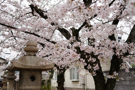 山田神社の桜130402-05