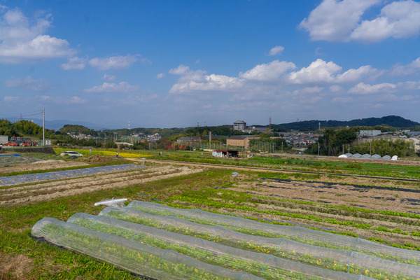 コスモス-2010295