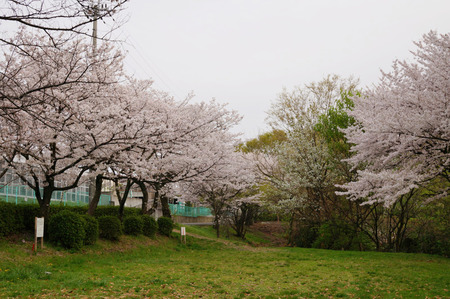 王仁公園の桜130404-05