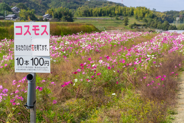 コスモス-2010291