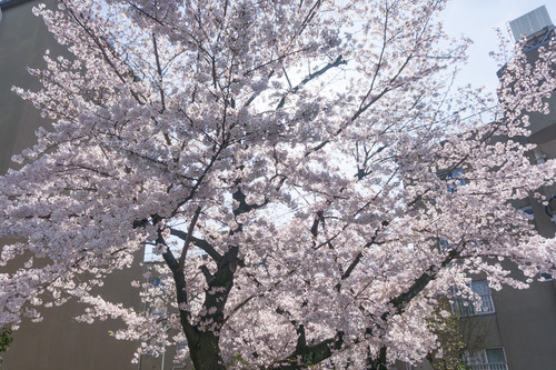 桜写真-1