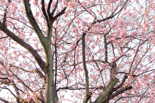 桜2015-20