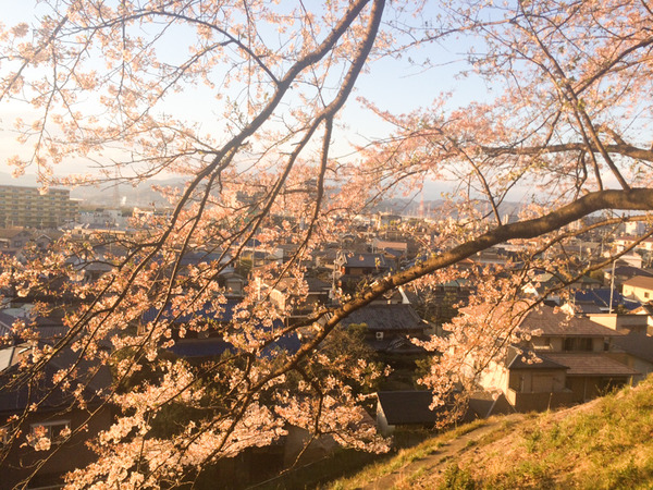 御殿山の桜-1