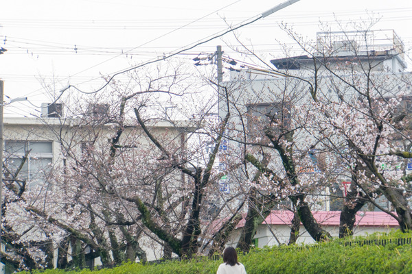 桜-2003272