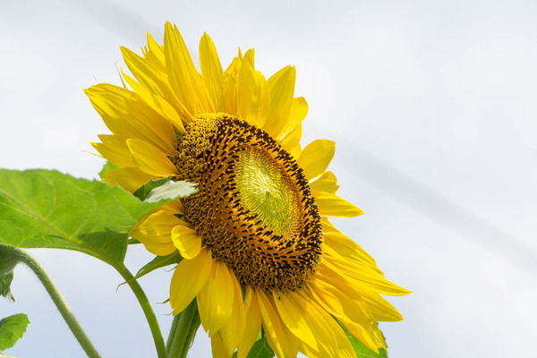 ひまわり-2007305