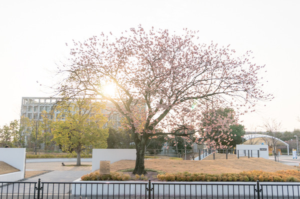 桜2015-16