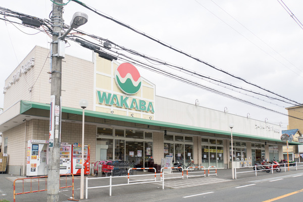 ワカバ-16030702