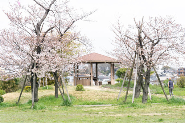 桜-1704061