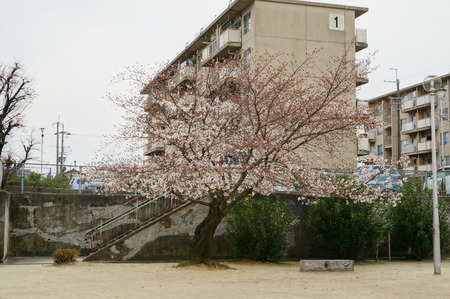 春日公園の桜130326-04