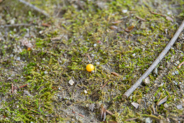 楠葉東公園-20040724