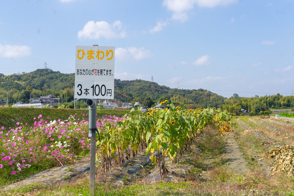 コスモス-2010294