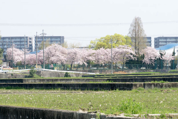 桜-1704141