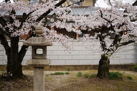 山田神社の桜130402-04