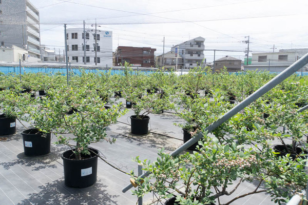 ひらかたベリーファーム-1805214