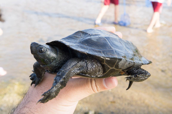 ぴー太郎-18041313