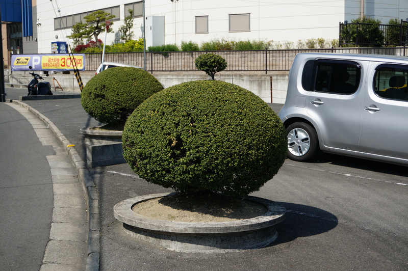 ちょんまげ植木130419-07