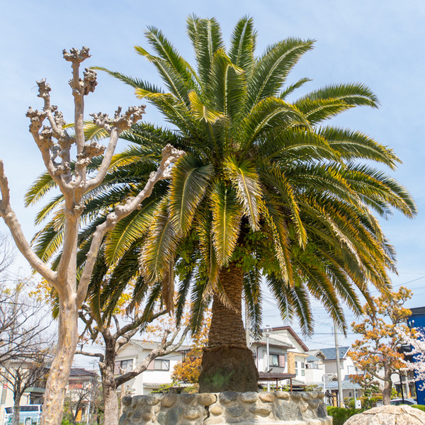 やまはら公園-2004072