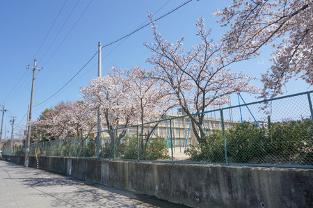 津田の桜-5