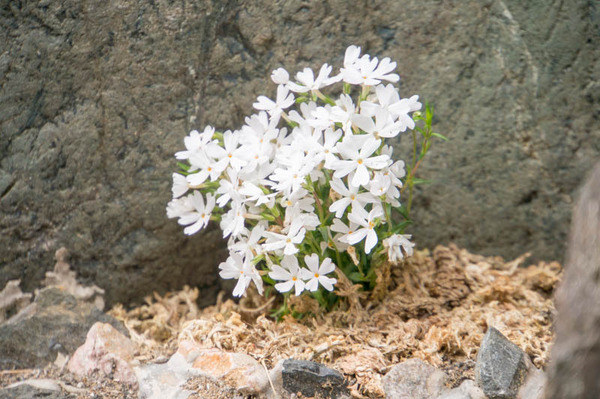 花あかるいの-1804171