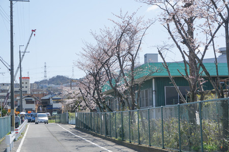 津田の桜-6
