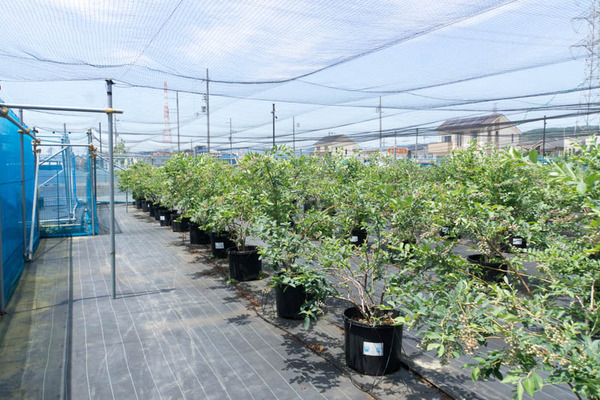 ひらかたベリーファーム-1805215