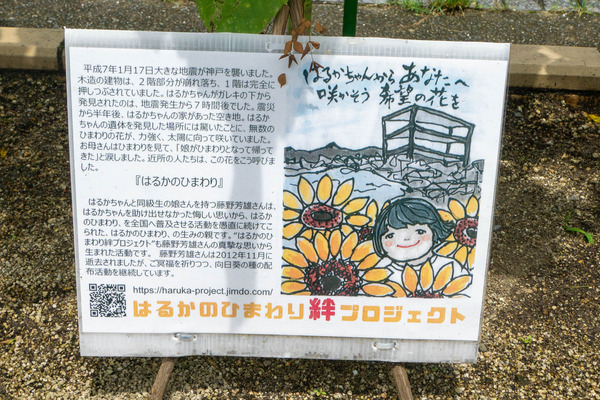 ひまわり-2007301-2