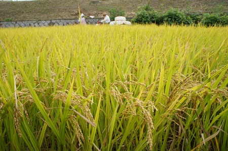 村野の米11