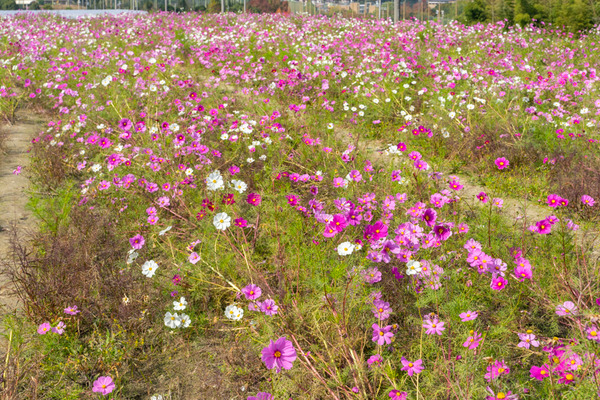 コスモス-2010293