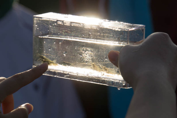 ぴー太郎-18041328