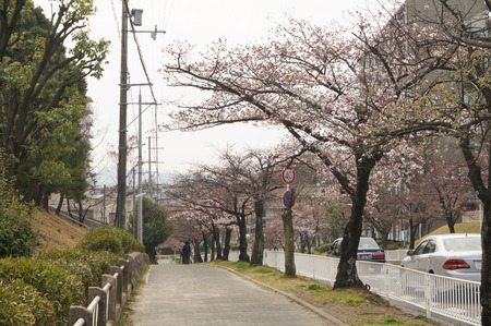 香里ヶ丘の桜-3