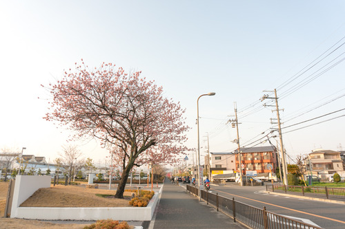 桜2015-14