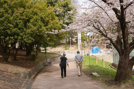 香里ヶ丘の桜-7
