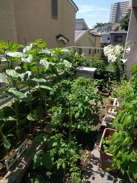 菜園