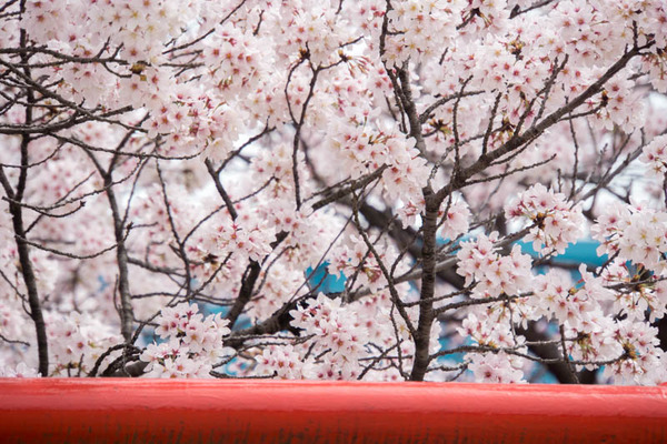 桜-1604063