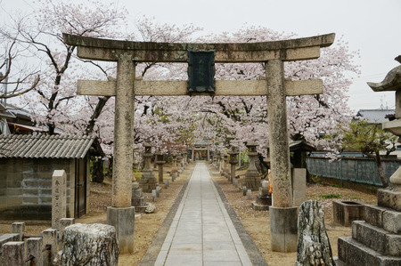 山田神社の桜130402-02