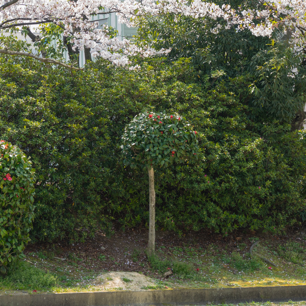 車谷公園-20040818